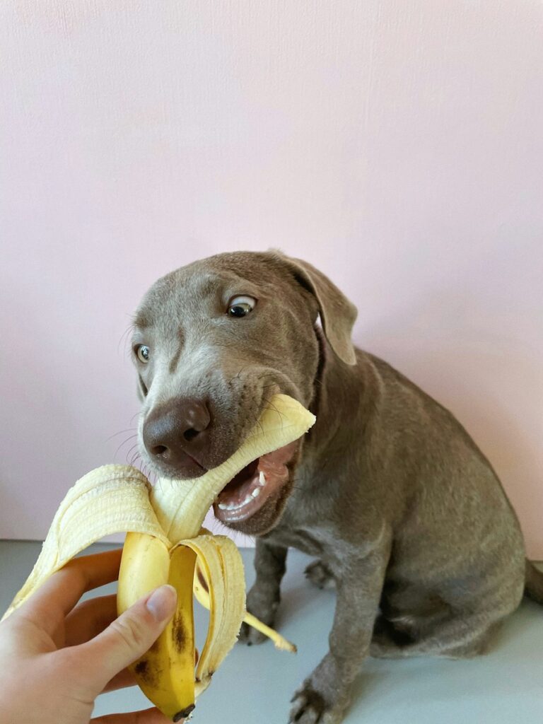 a dog is eating a banana with its mouth
