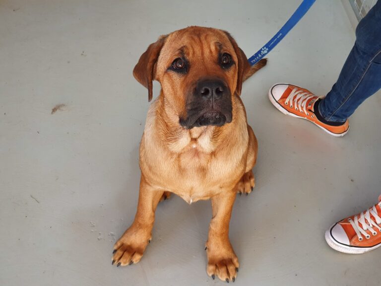 brown short coated dog sitting on white floor