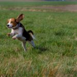 beagle leap on grass field