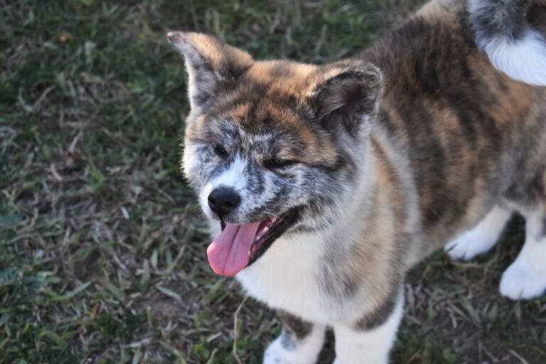 white, black, and brown dog